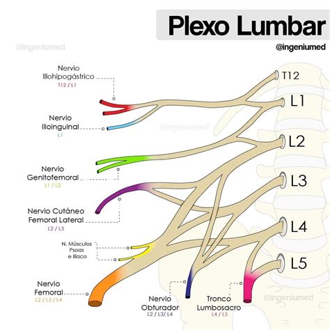 plexo lumbar